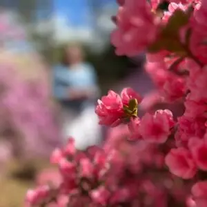 Cherry Blossom Bliss